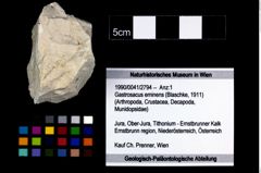 Foto (Objekt + Etikett) von Gastrosacus eminens (Blaschke, 1911)  (NHMW-GEO-1990-0041-2794)